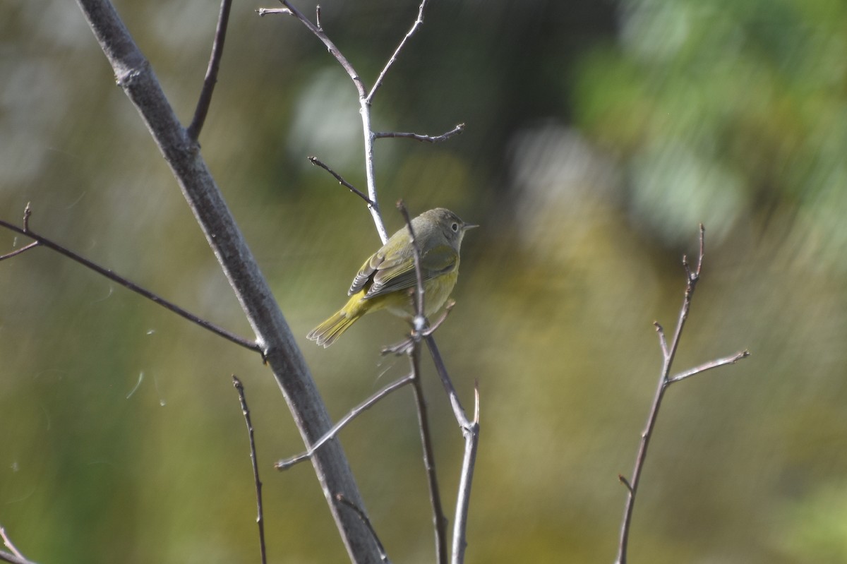 Nashville Warbler - ML643228337