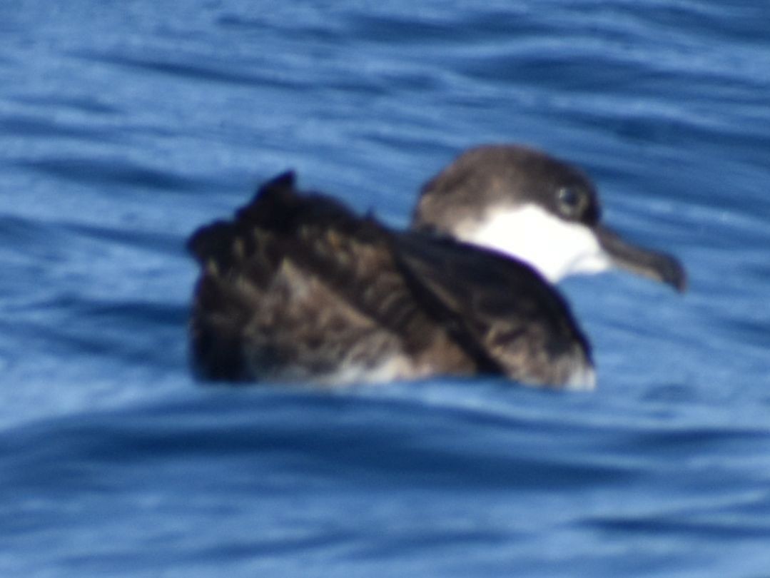 Great Shearwater - ML643228338
