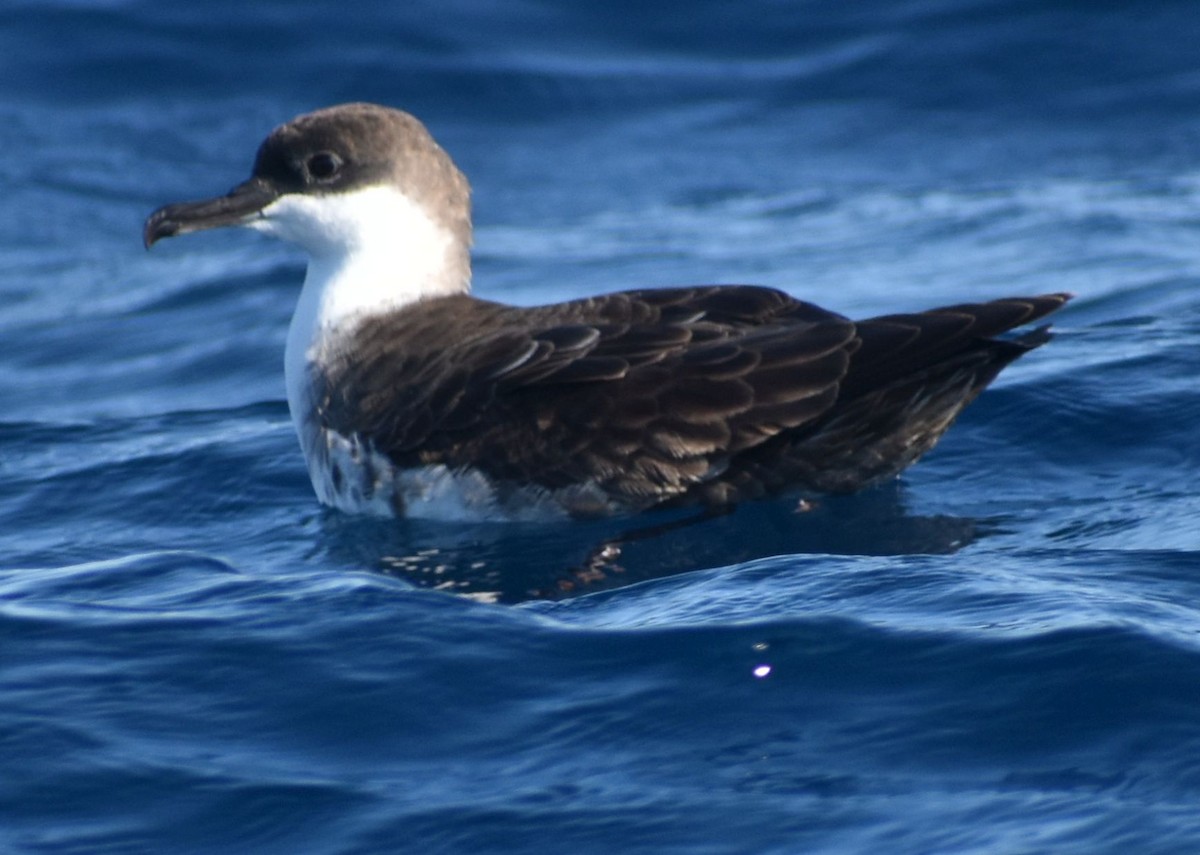 Great Shearwater - ML643228339