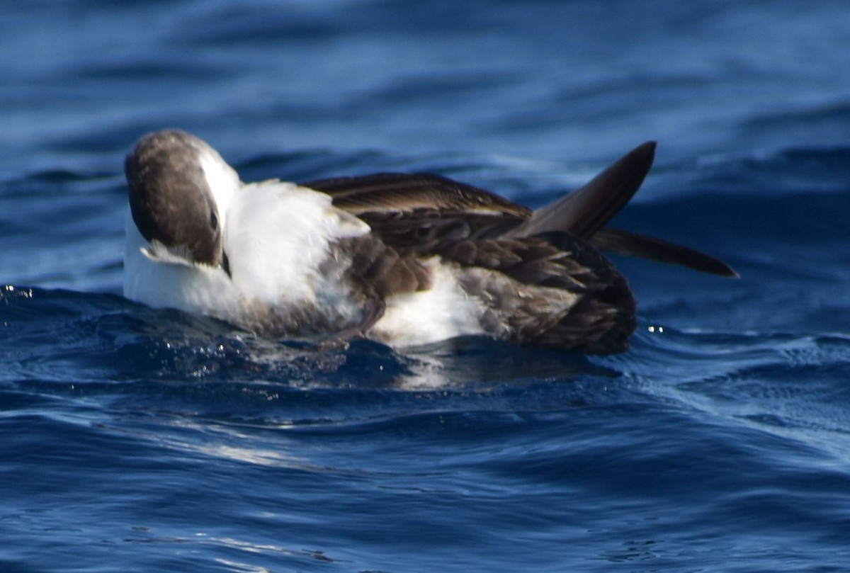 Great Shearwater - ML643228340