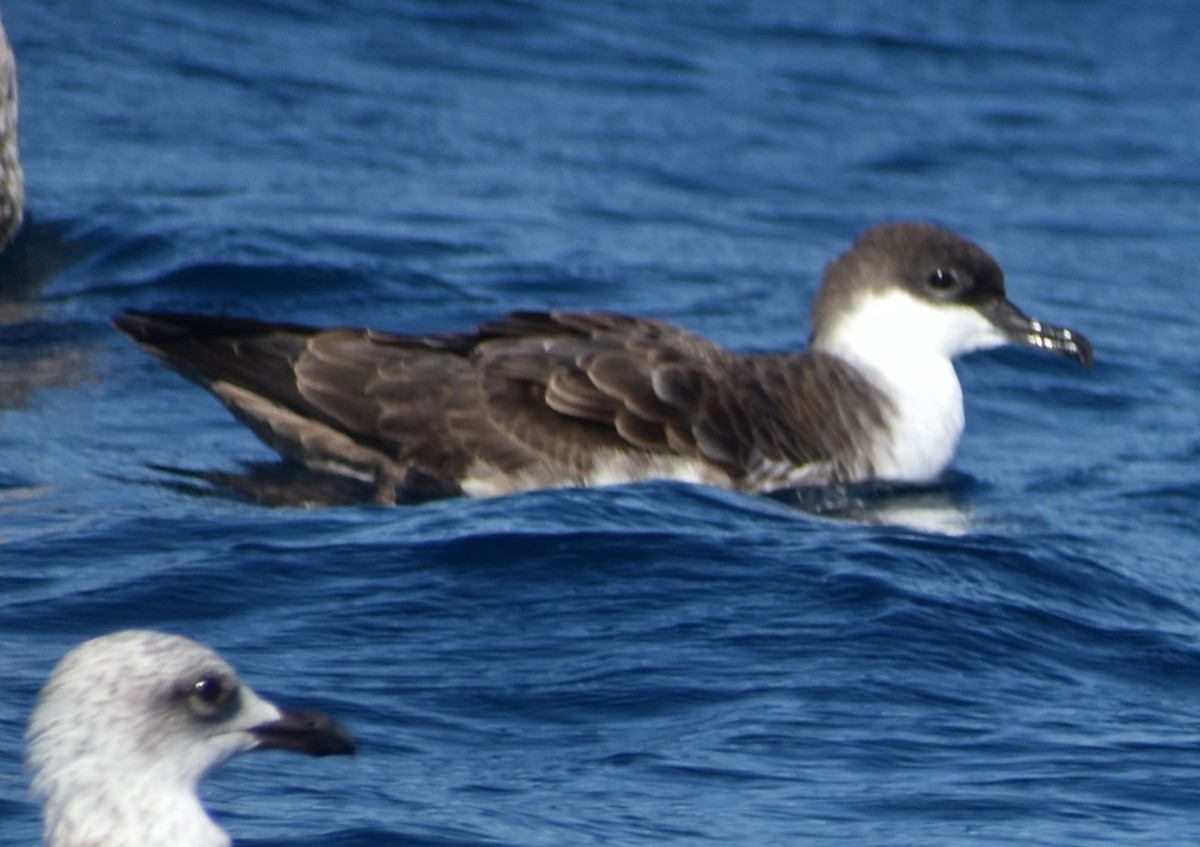 Great Shearwater - ML643228341
