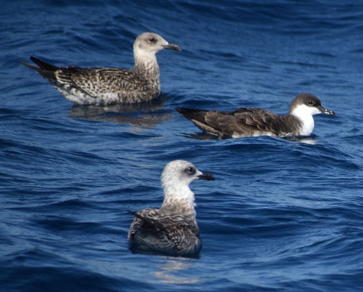 Great Shearwater - ML643228342
