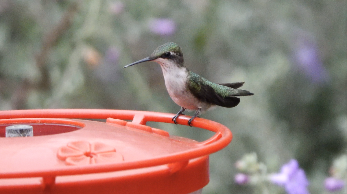 Ruby-throated Hummingbird - ML643228348