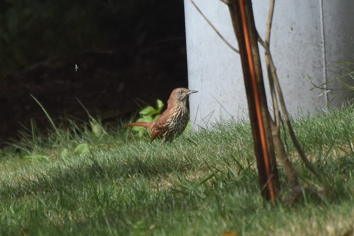 Brown Thrasher - ML643228351