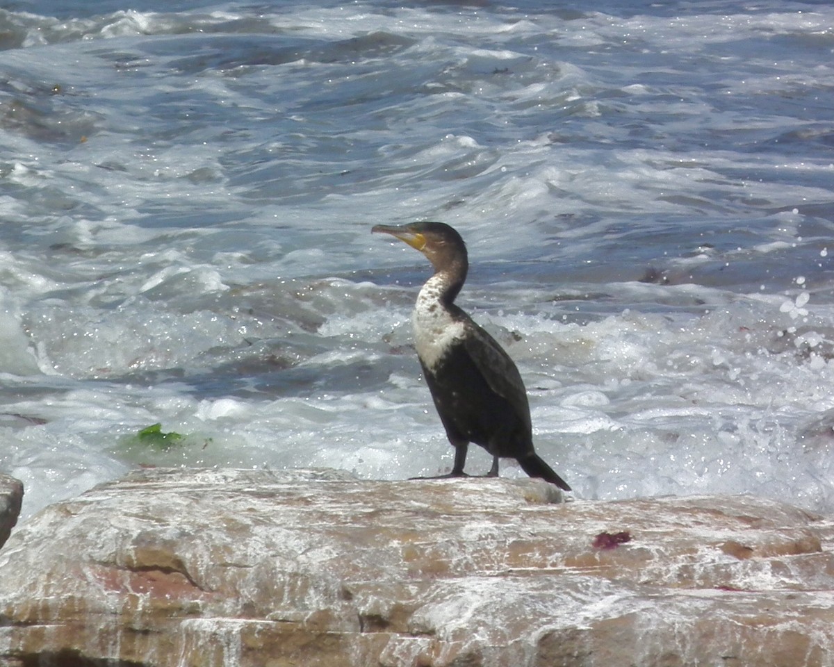 Cape Cormorant - ML643228373