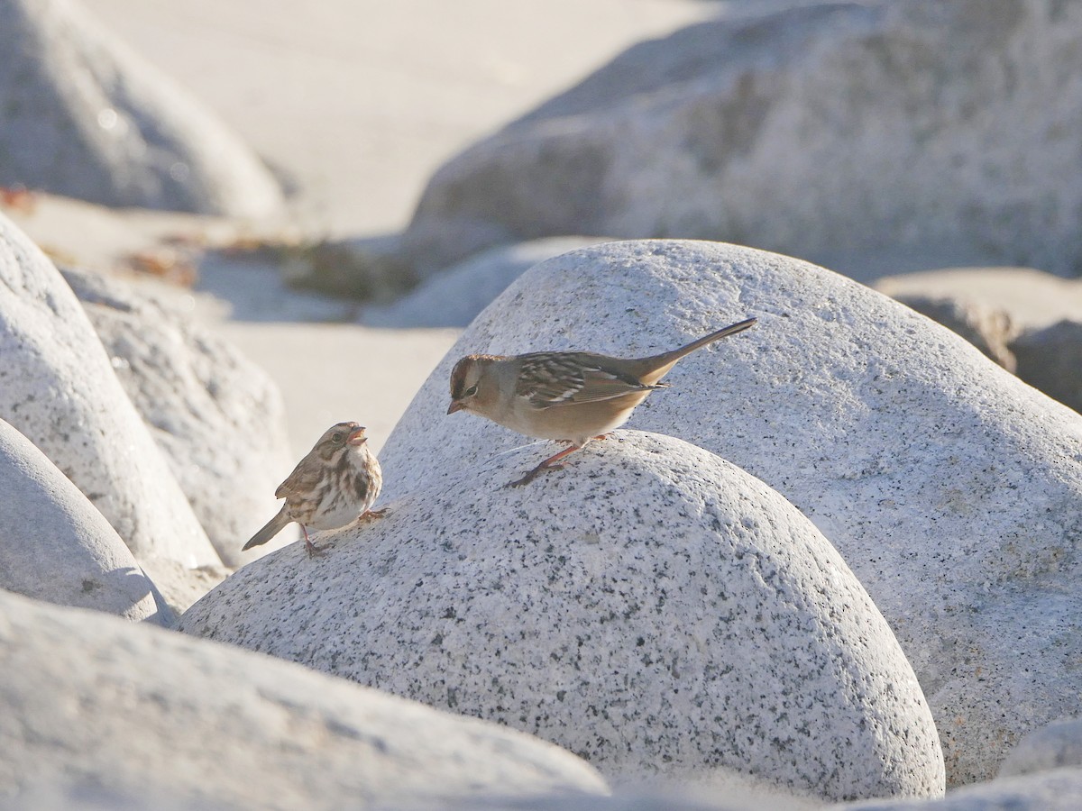 White-crowned Sparrow - ML643228380