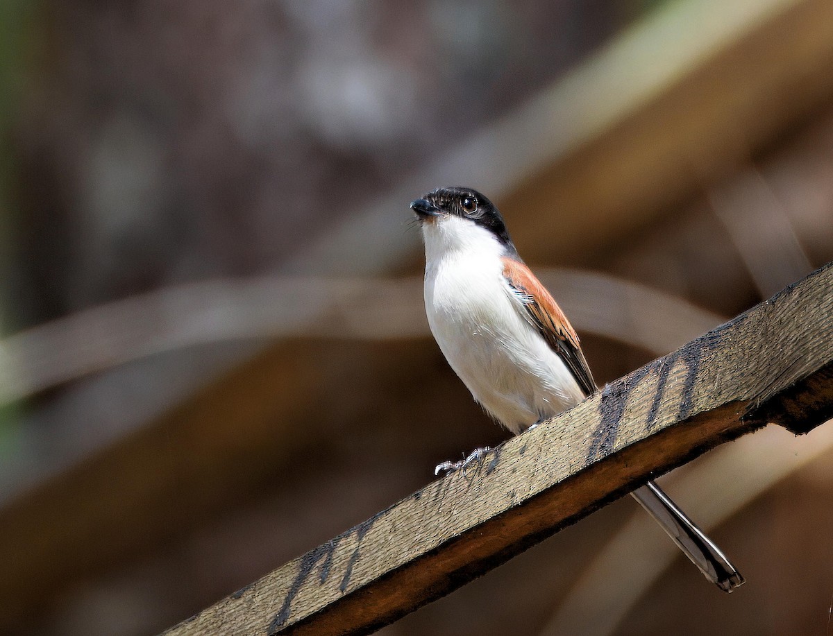 Burmese Shrike - ML643228382