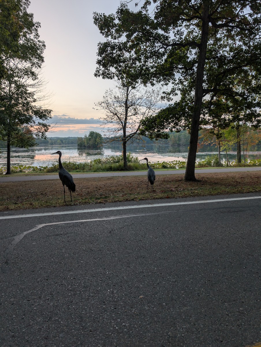 Sandhill Crane - ML643228413
