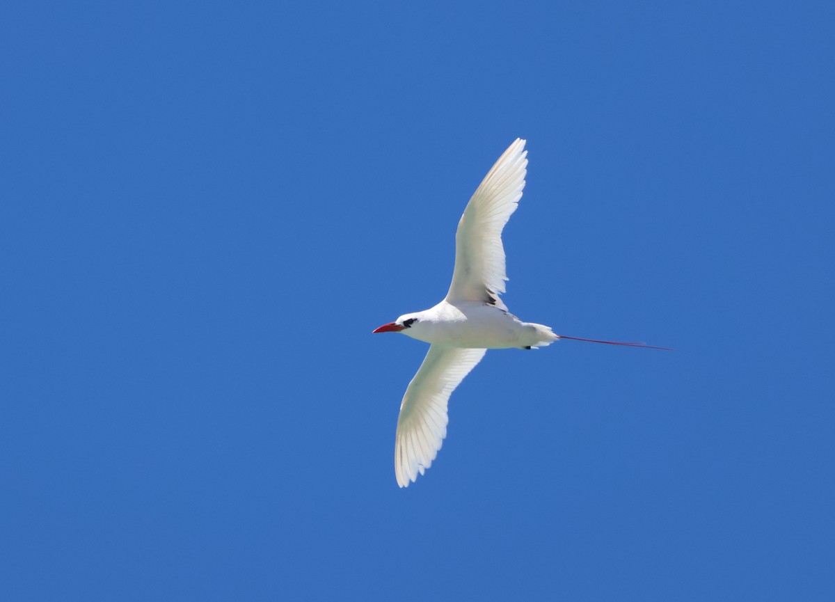 Red-tailed Tropicbird - ML643228420