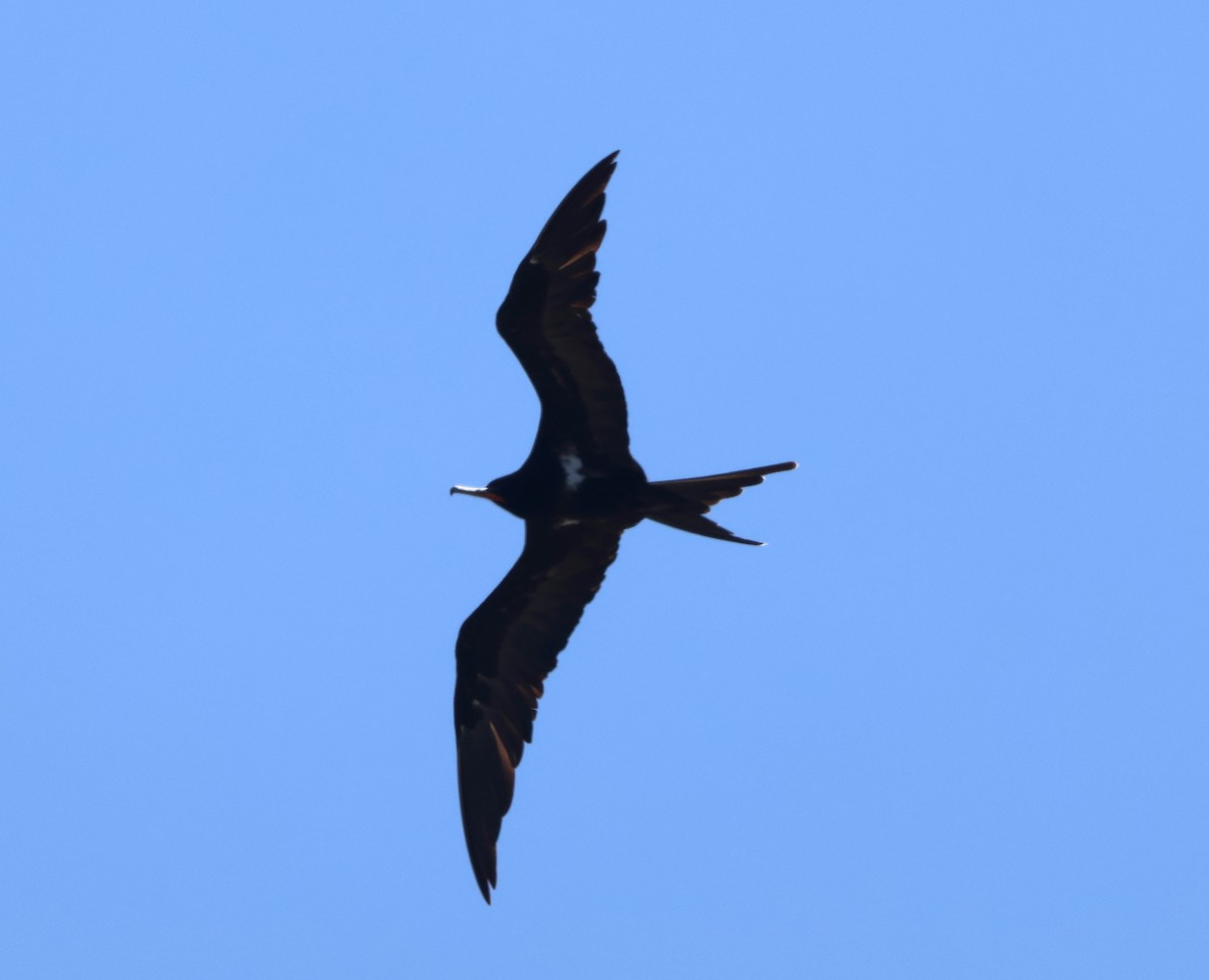 Lesser Frigatebird - ML643228425