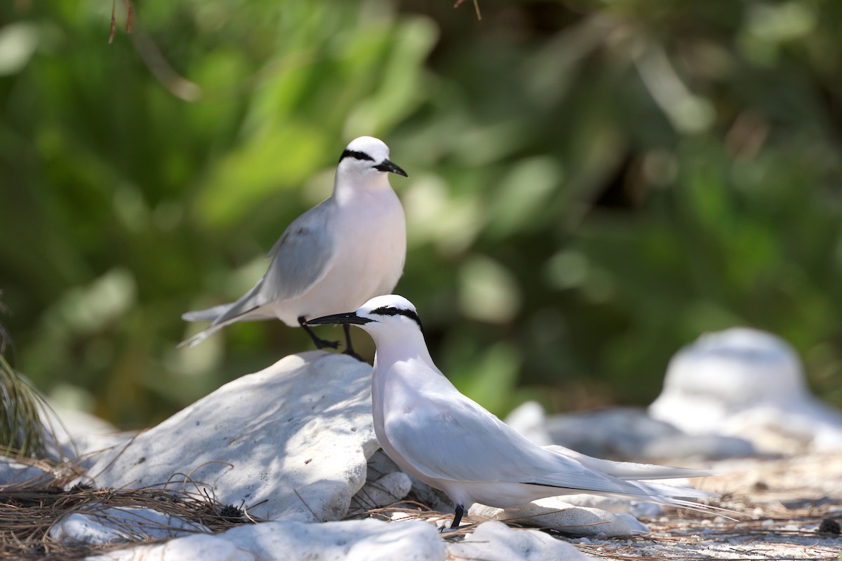 Black-naped Tern - ML643228429