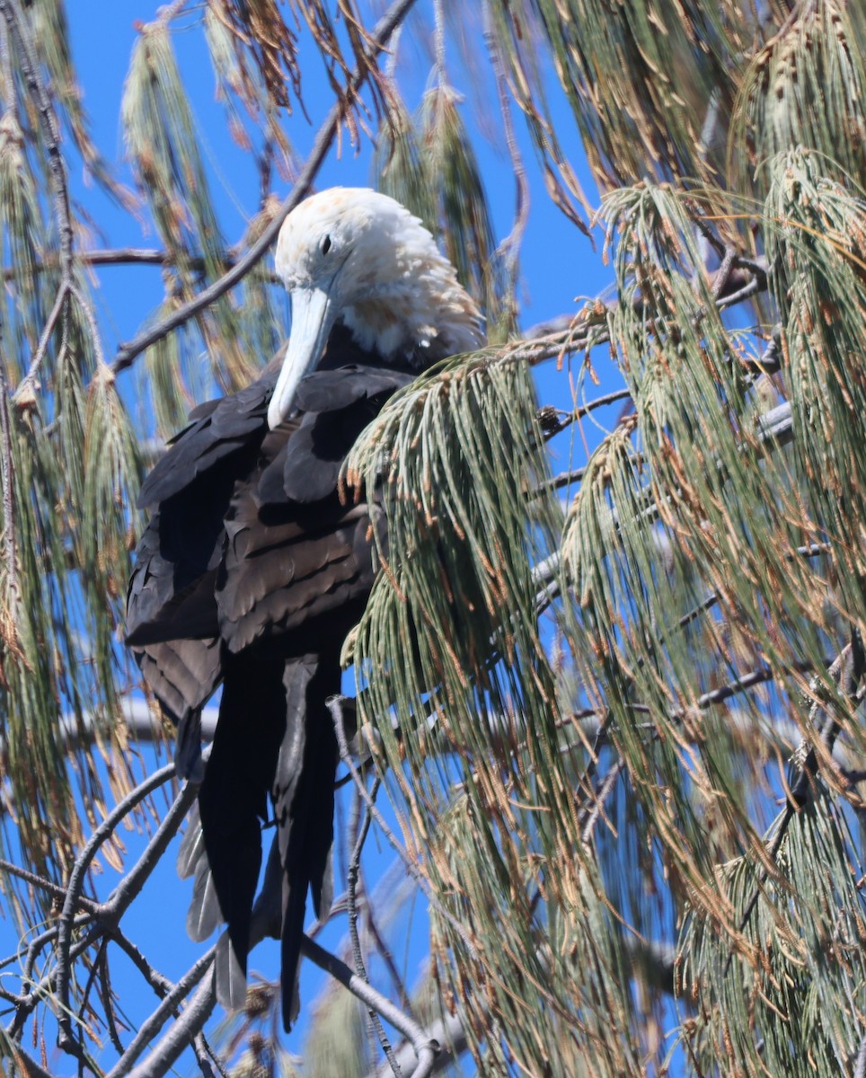 Great Frigatebird - ML643228430