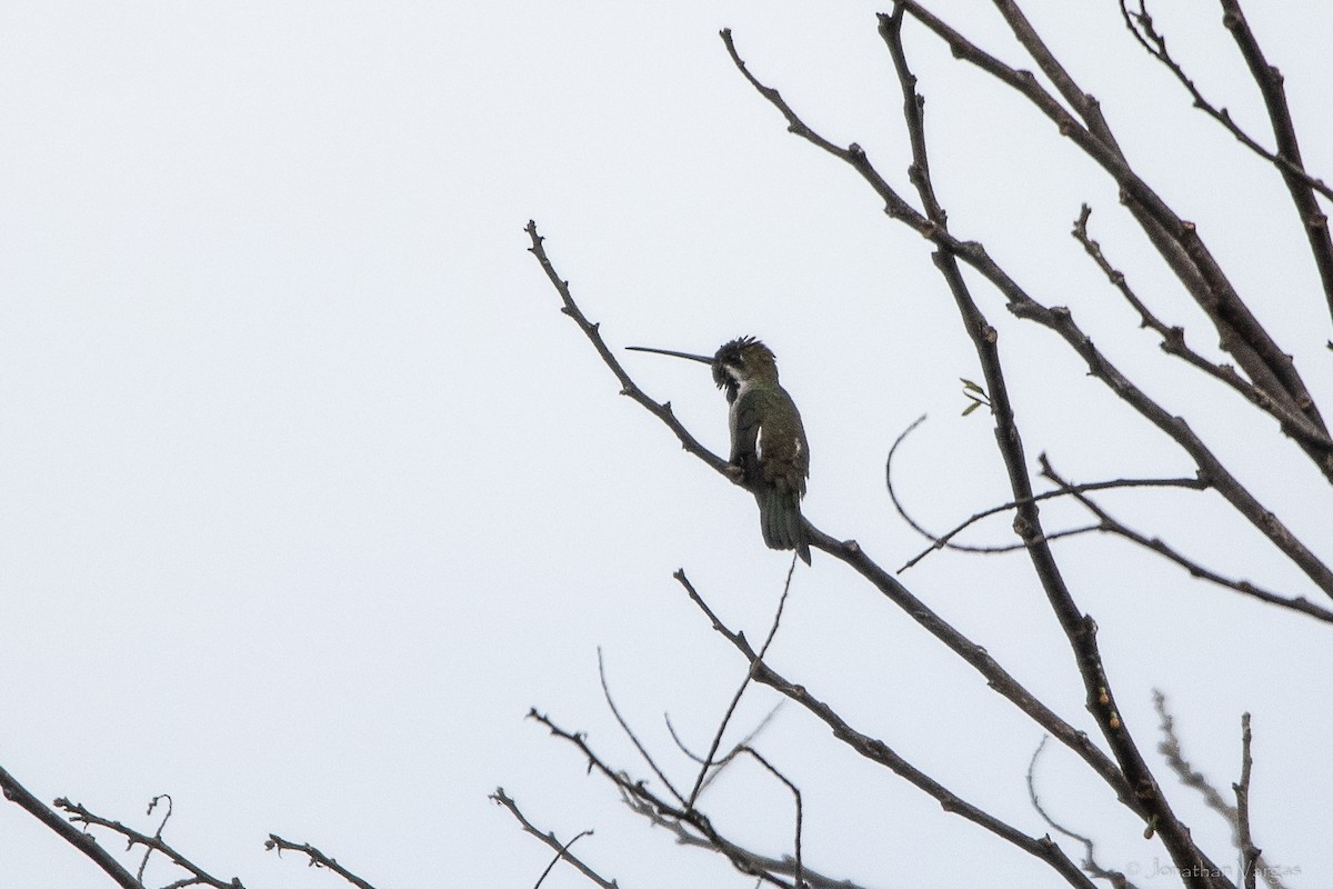 Long-billed Starthroat - ML643228431