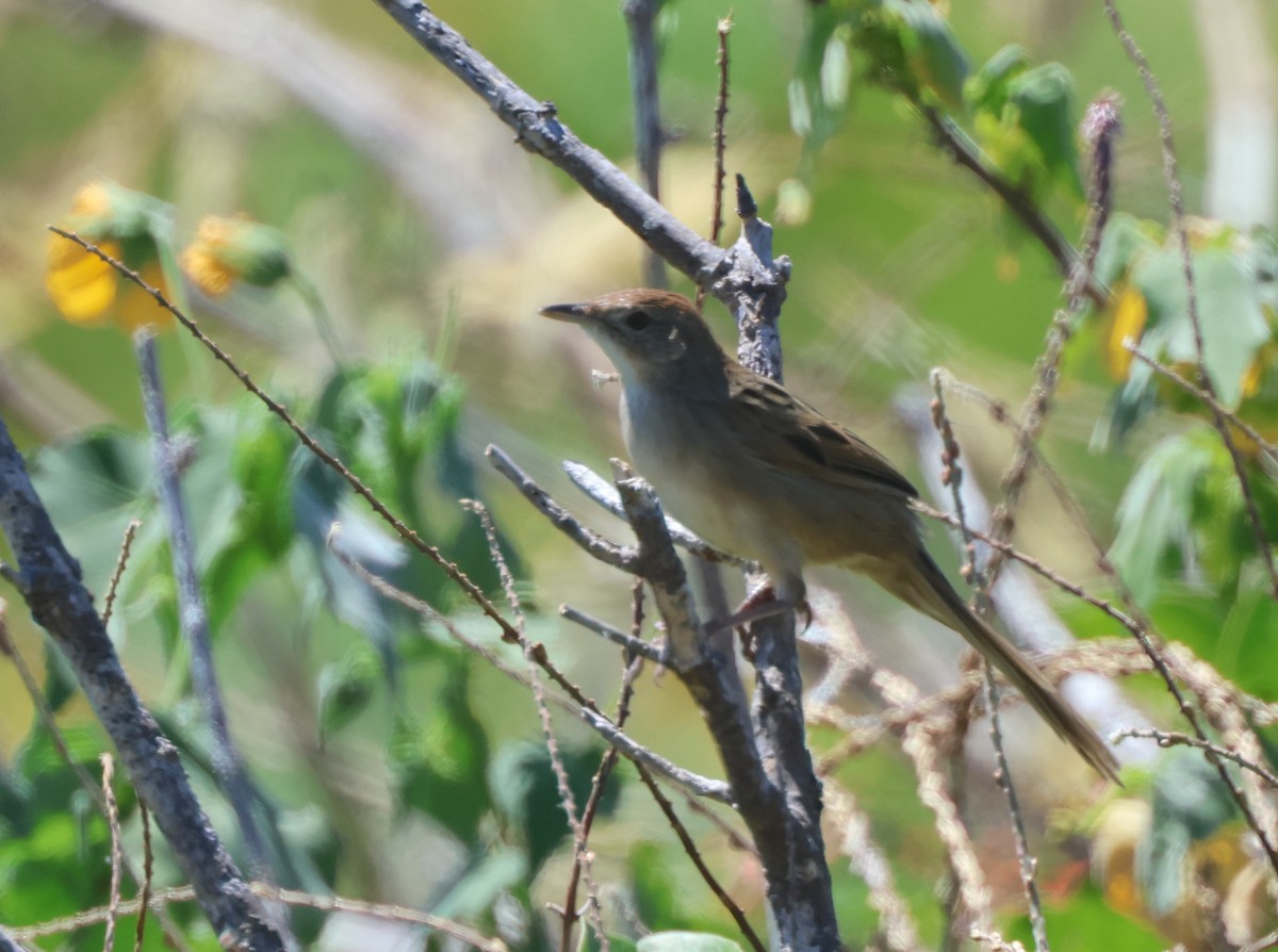 Tawny Grassbird - ML643228433