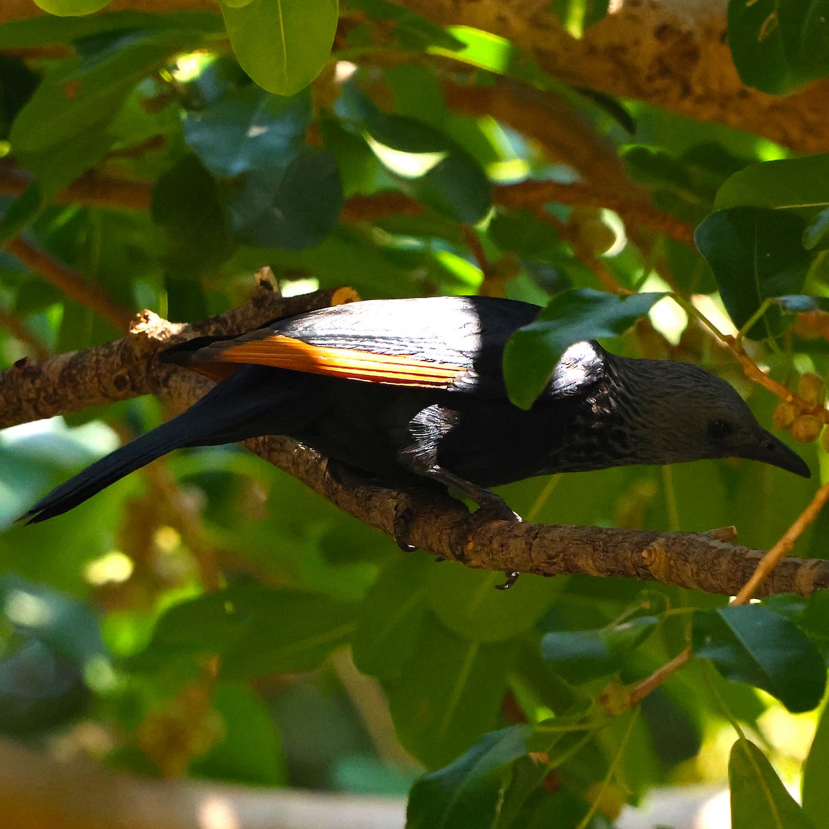 Red-winged Starling - ML643228434