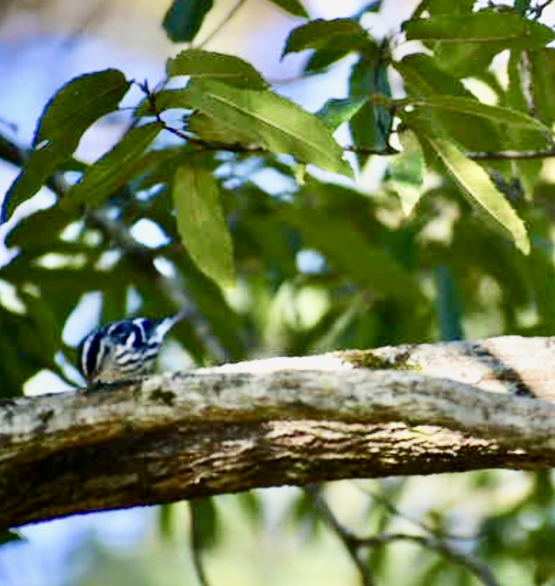 Black-and-white Warbler - ML643228435
