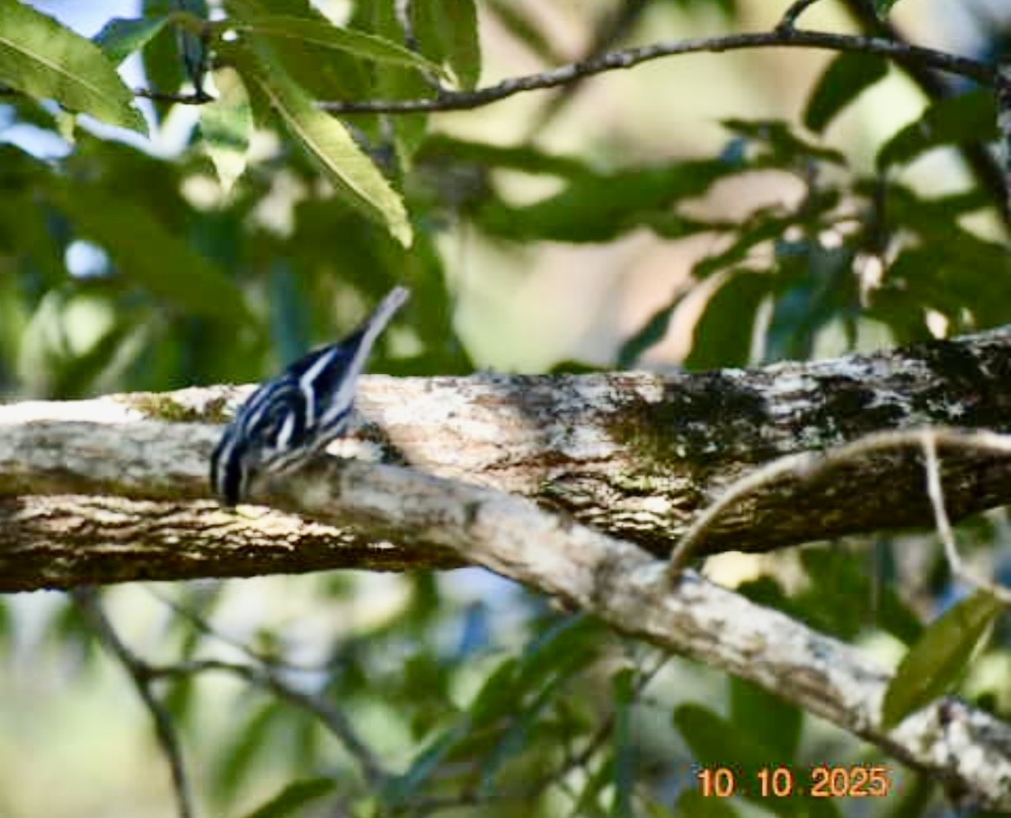 Black-and-white Warbler - ML643228437