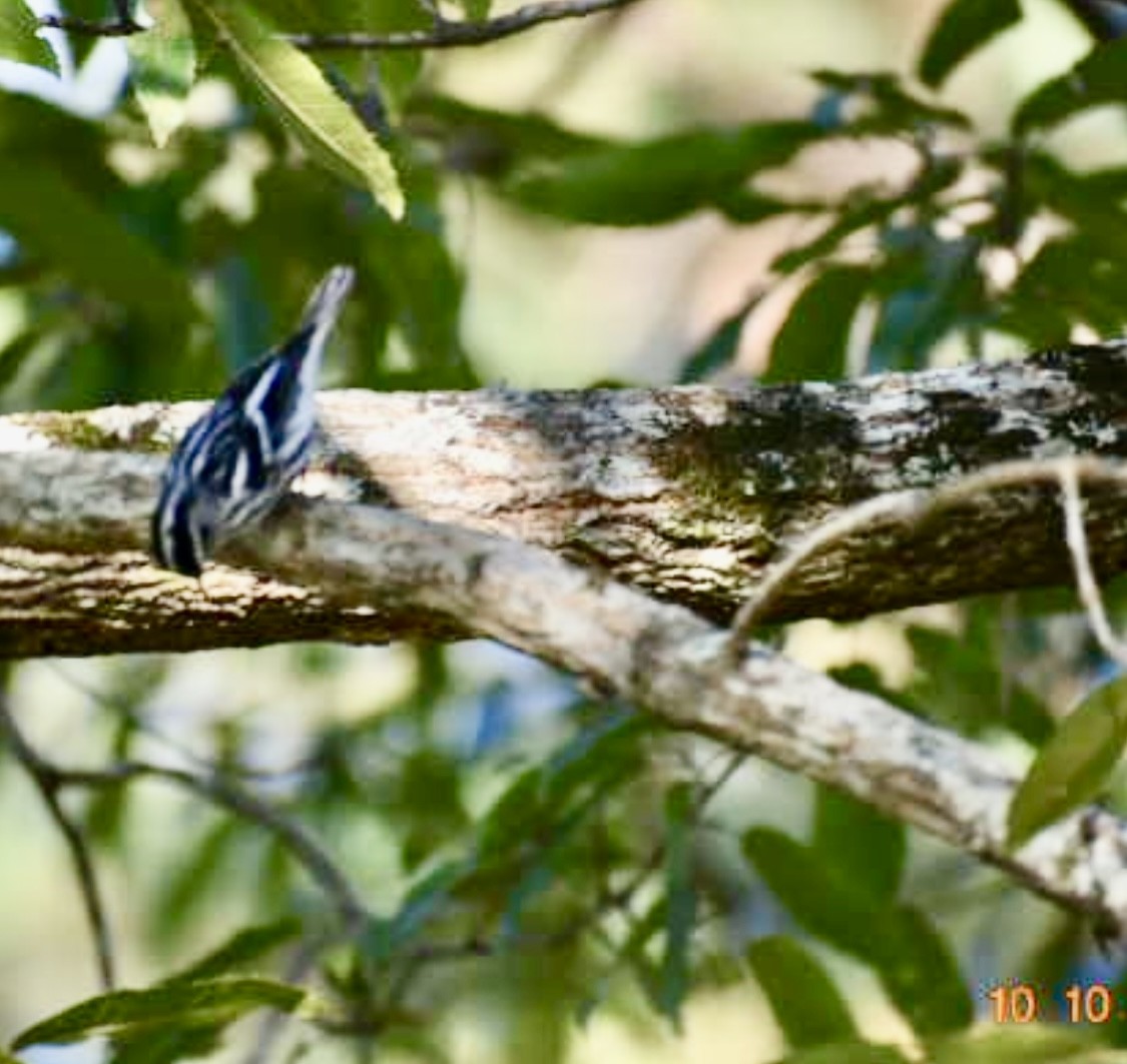 Black-and-white Warbler - ML643228438