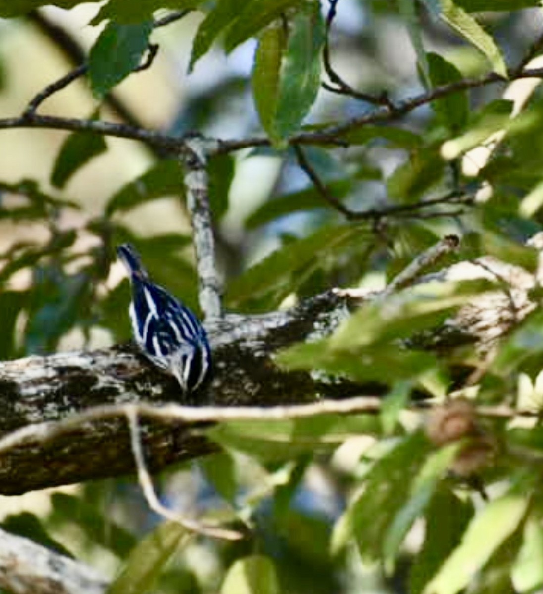 Black-and-white Warbler - ML643228439