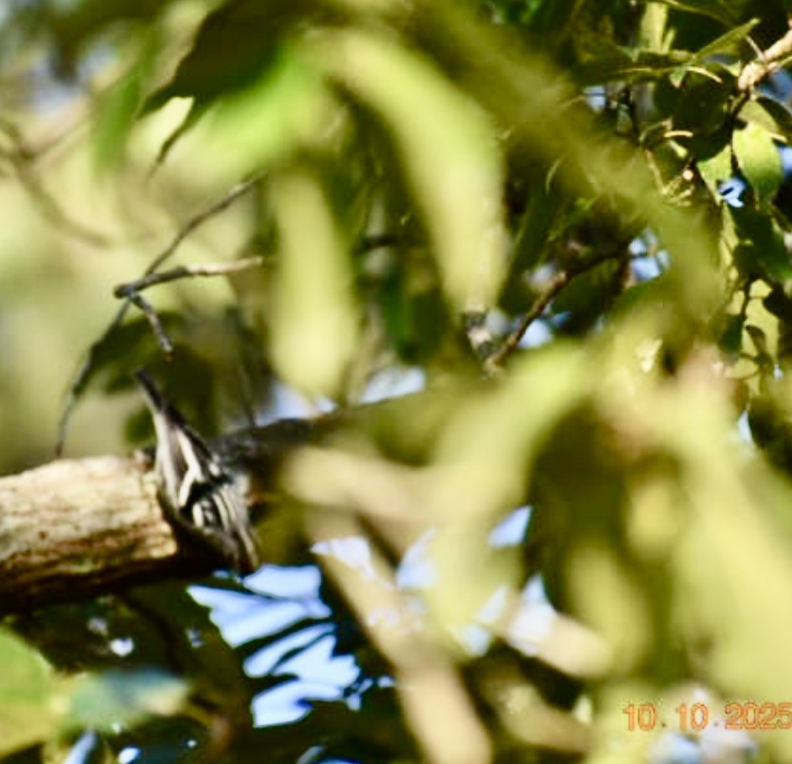 Black-and-white Warbler - ML643228440