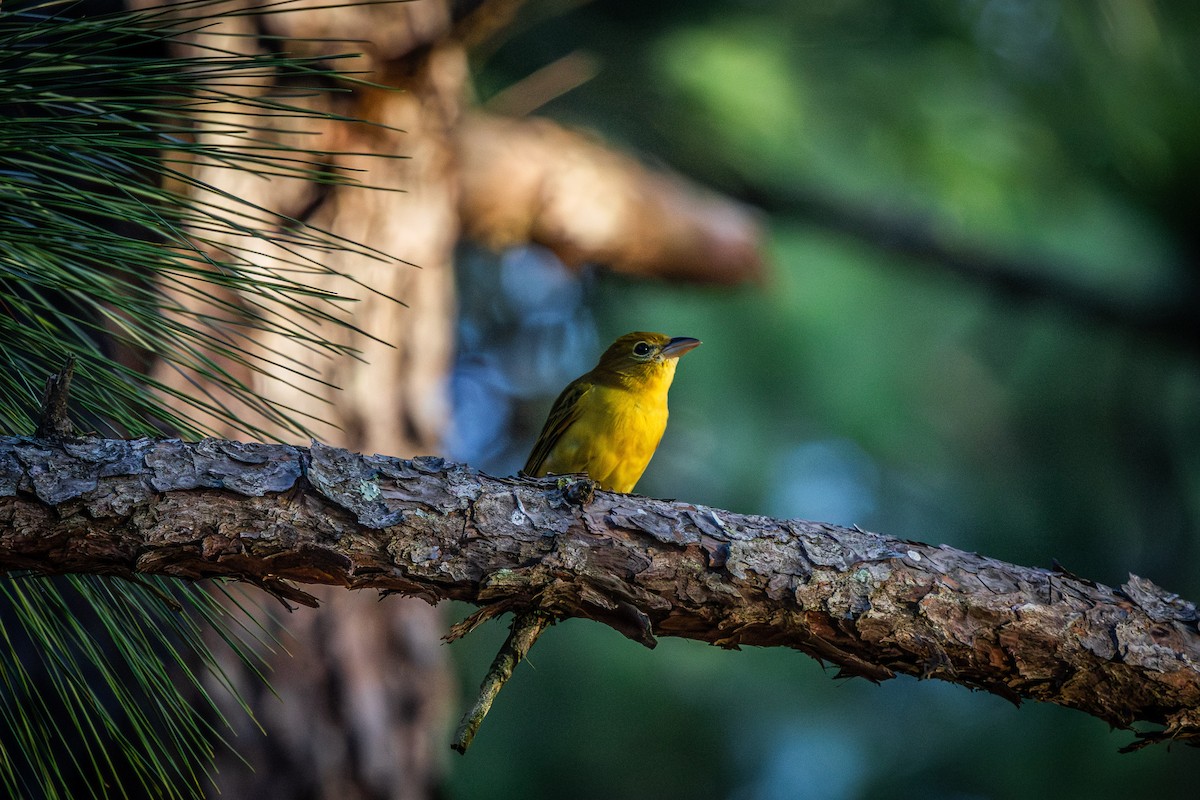 sommerpiranga - ML643228441