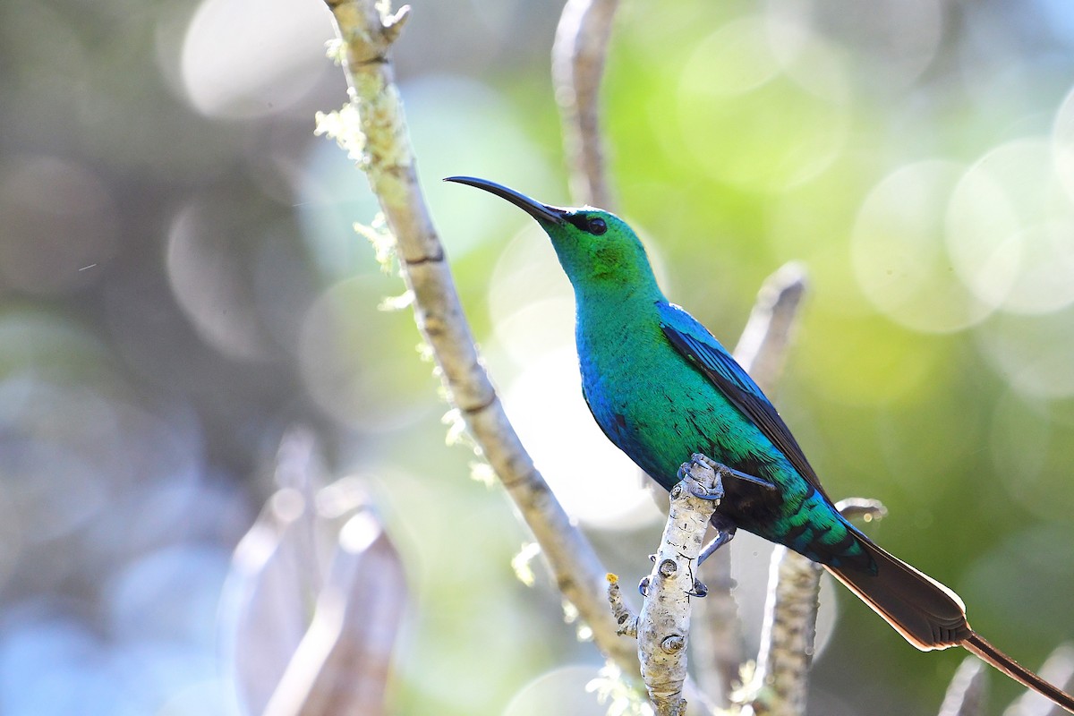 Malachite Sunbird - ML643228442
