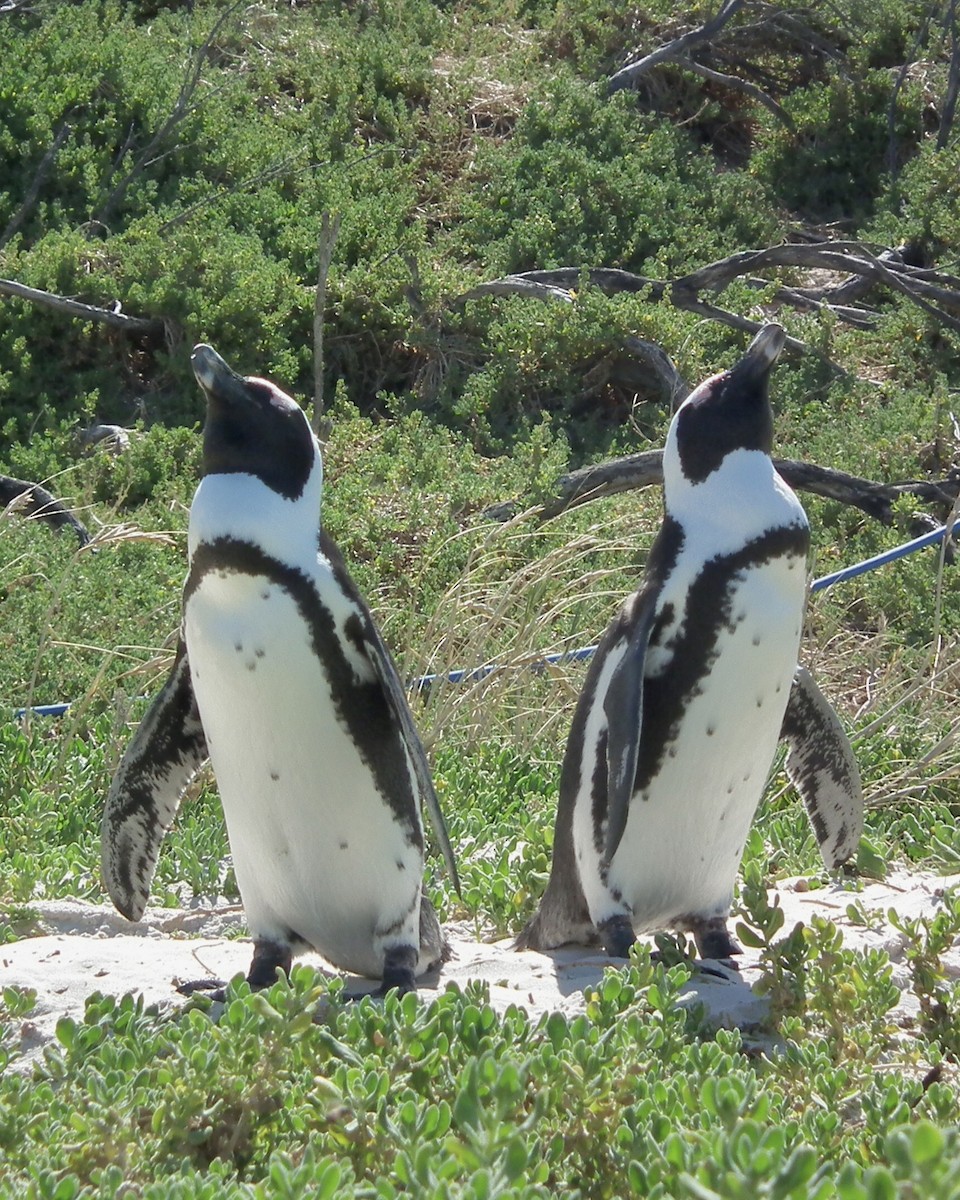 African Penguin - ML643228443