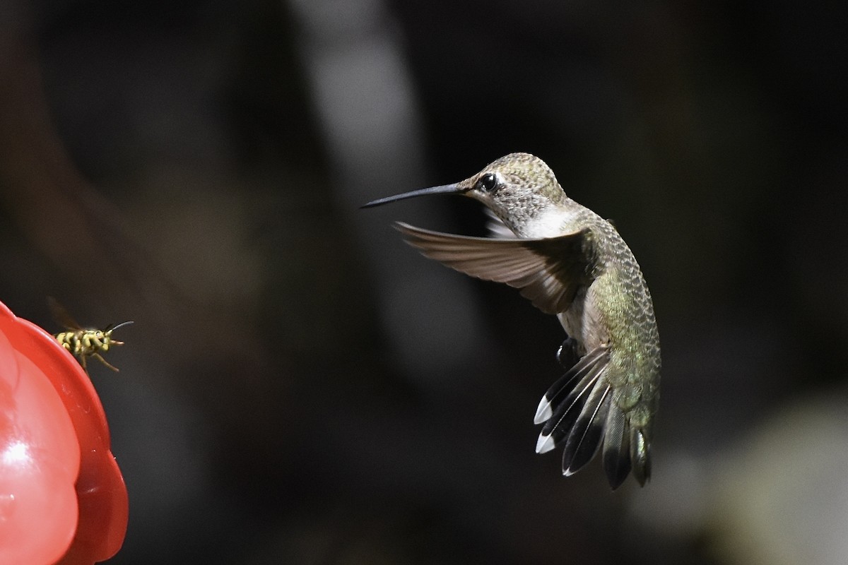 Black-chinned Hummingbird - ML643228444