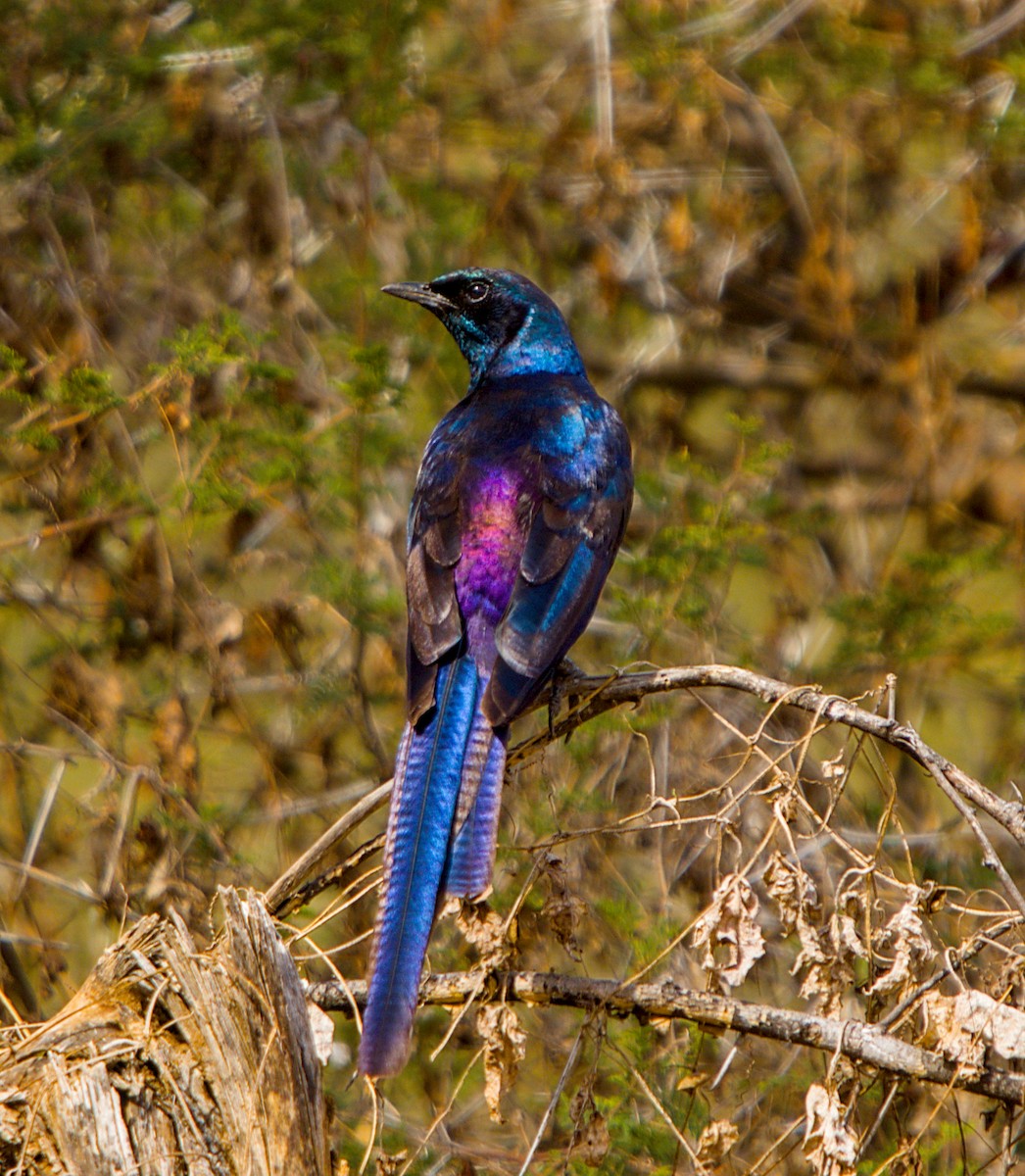 Meves's Starling - ML643228445