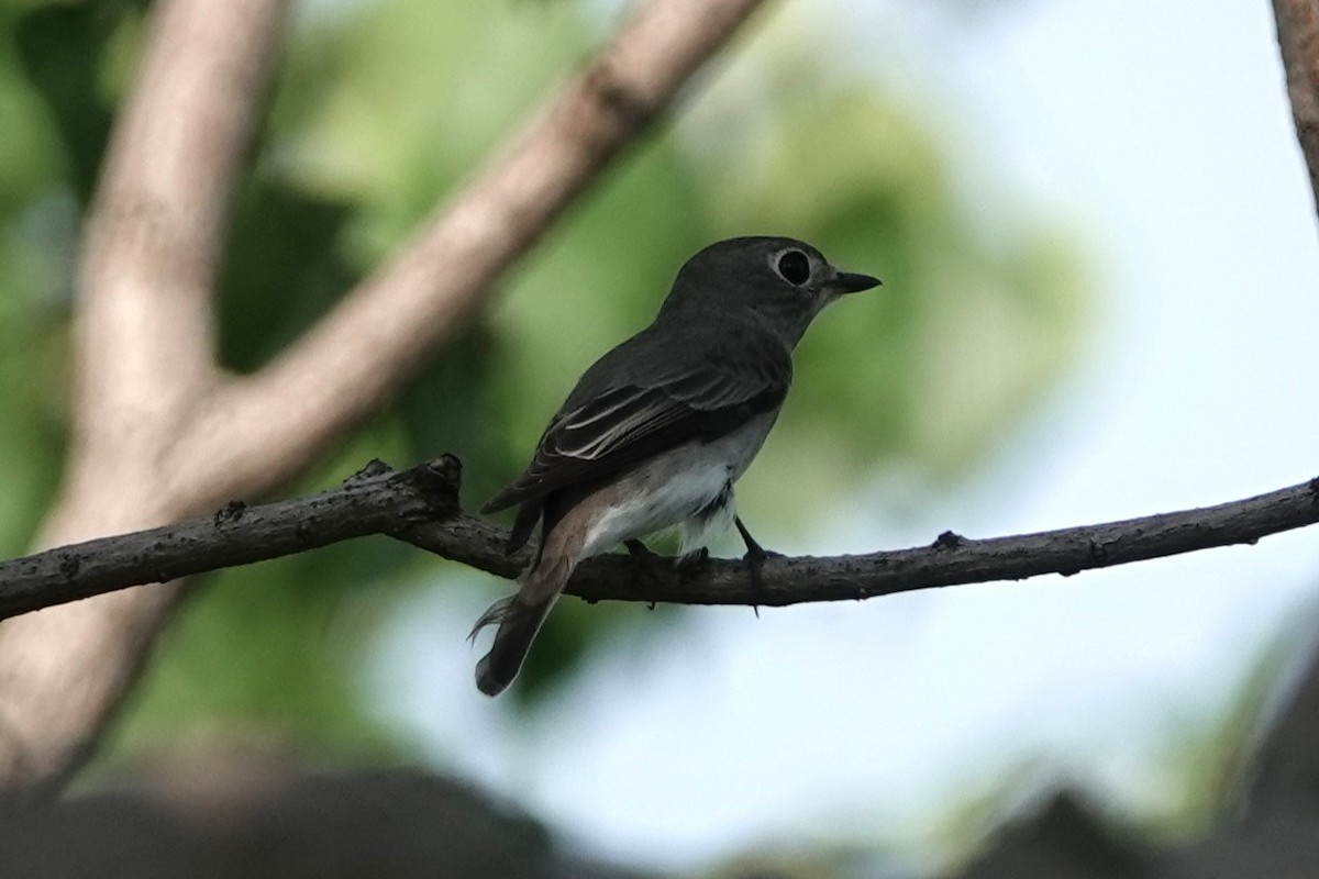 Asian Brown Flycatcher - ML643228446