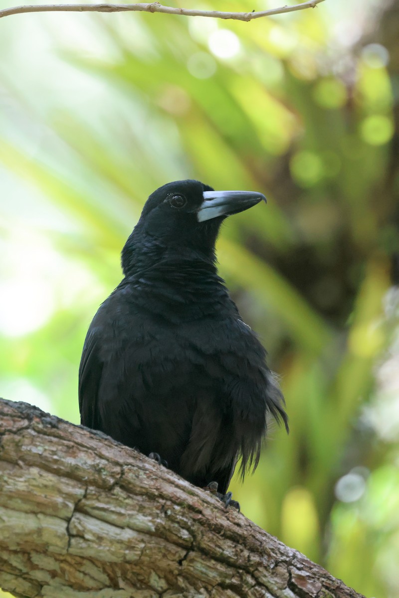 Black Butcherbird - ML643228448