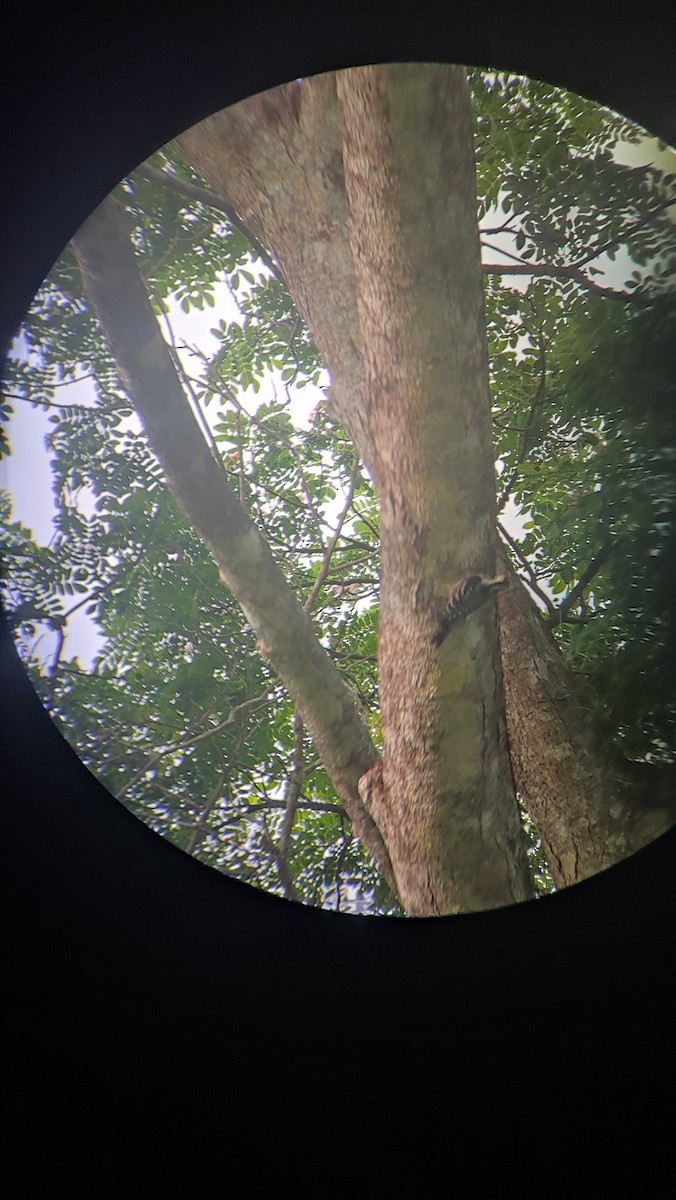 Freckle-breasted Woodpecker - ML643228449