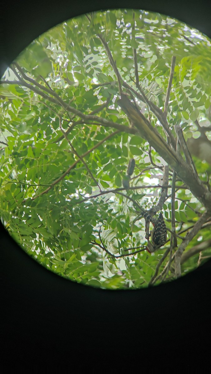 Freckle-breasted Woodpecker - ML643228450