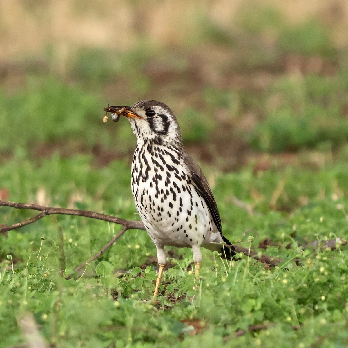Groundscraper Thrush - ML643228452