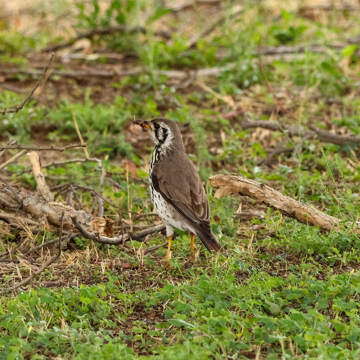 Groundscraper Thrush - ML643228454