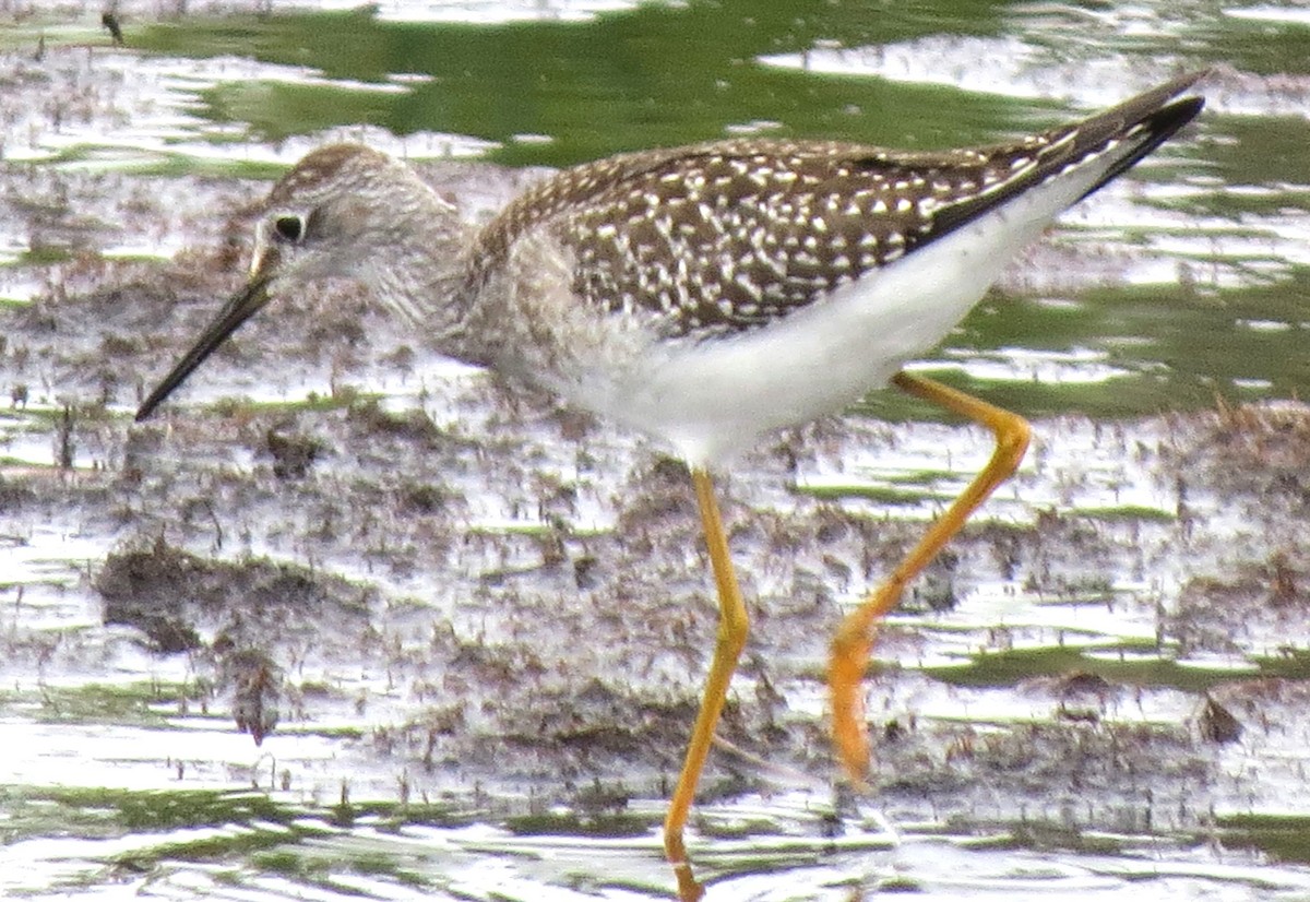 gulbeinsnipe - ML643228479