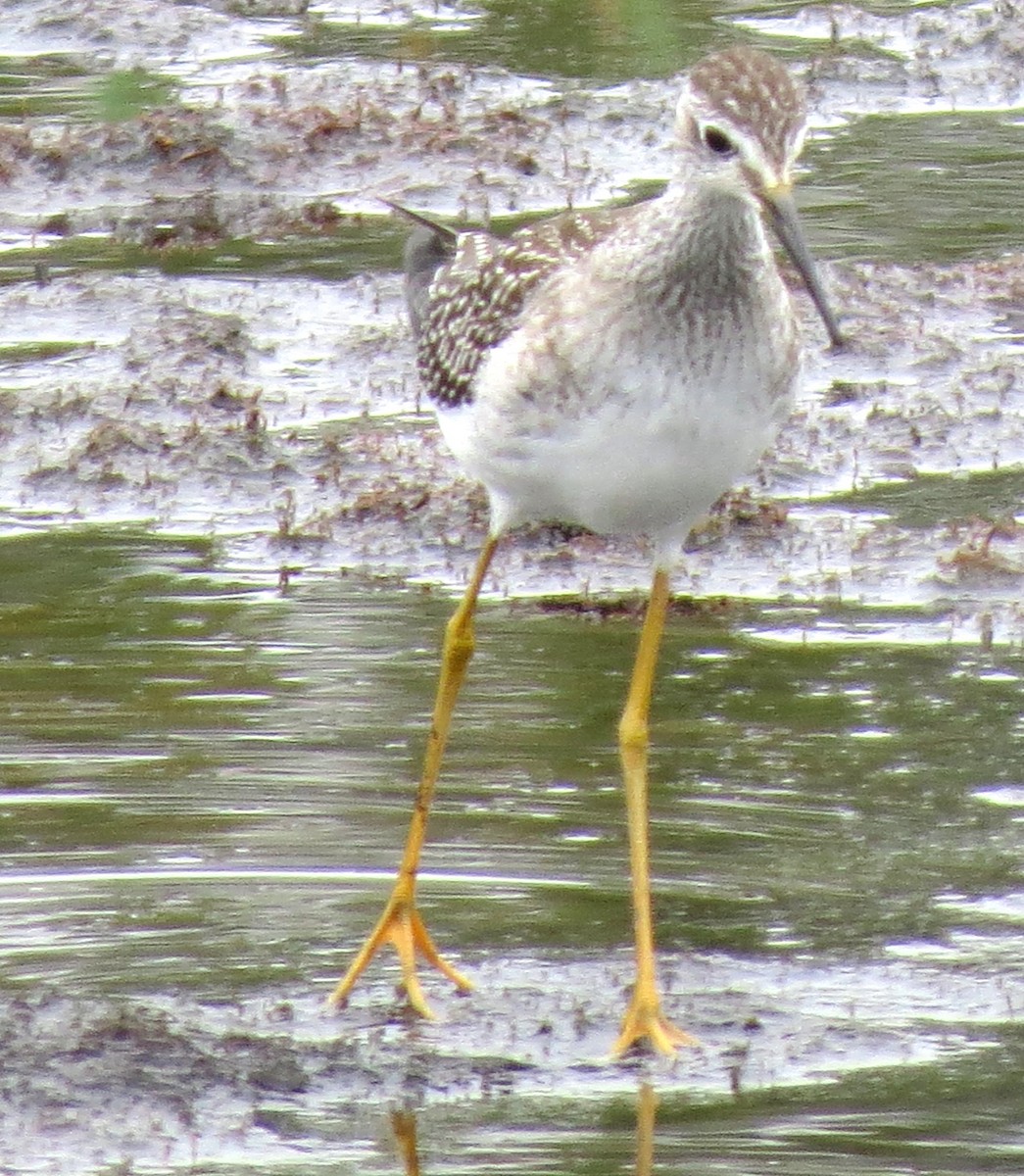 gulbeinsnipe - ML643228482