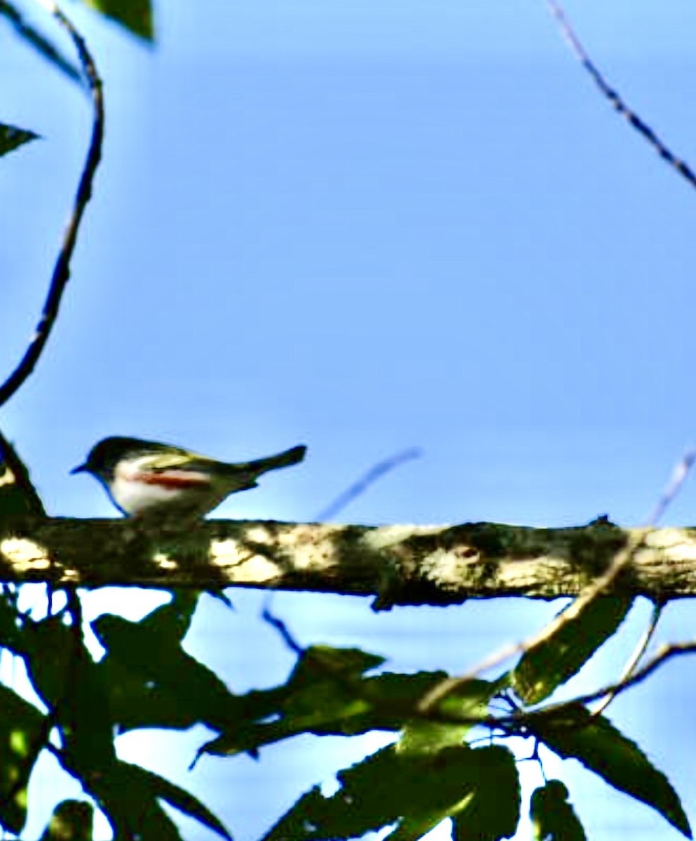 brunsideparula - ML643228484