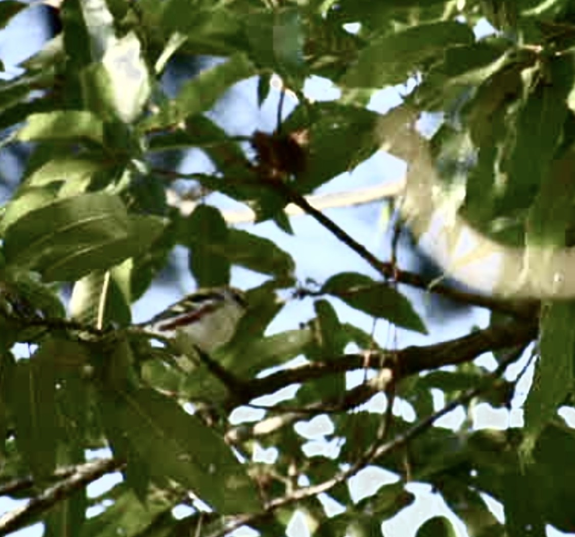brunsideparula - ML643228485