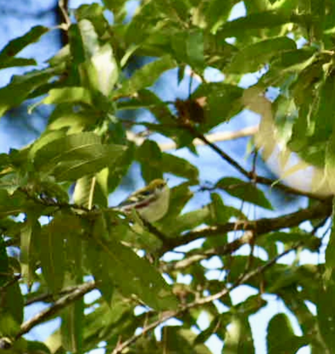 brunsideparula - ML643228486