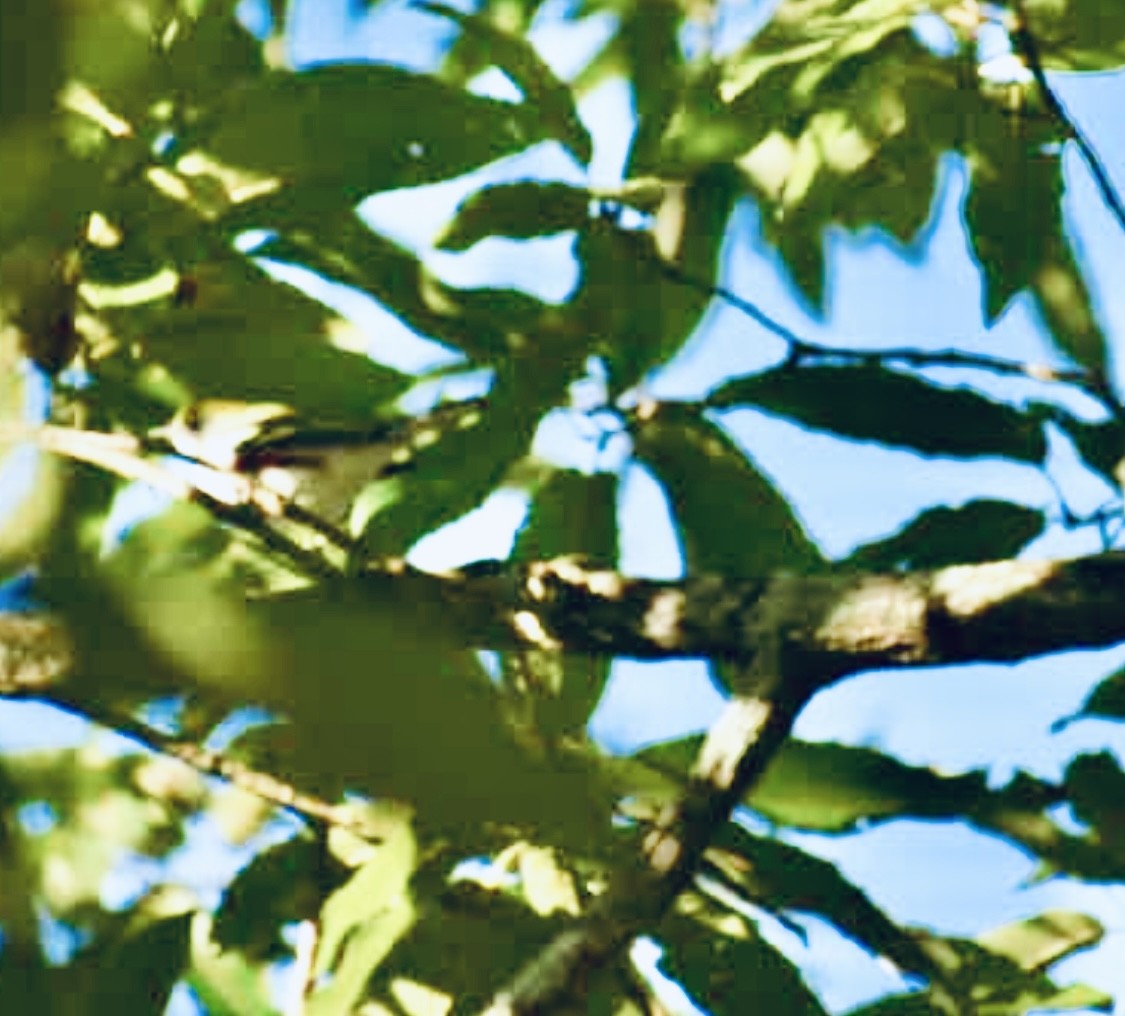 brunsideparula - ML643228487