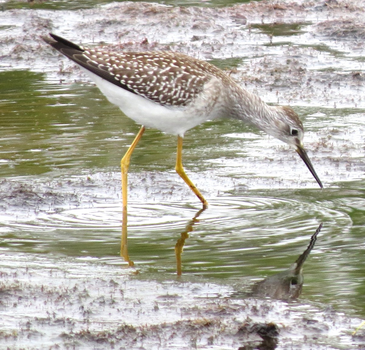 gulbeinsnipe - ML643228488