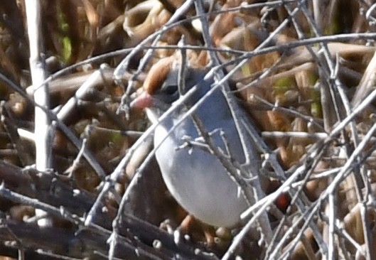 White-crowned Sparrow - ML643228495