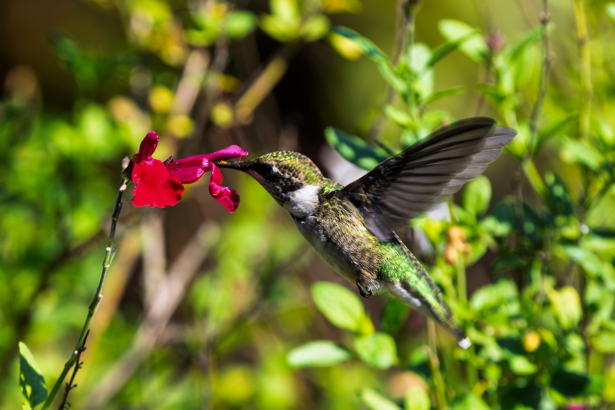 Ruby-throated Hummingbird - ML643228498