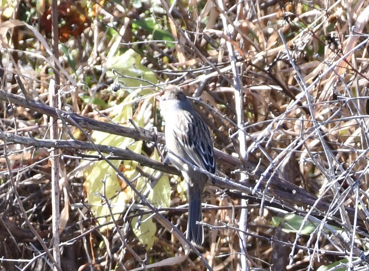 White-crowned Sparrow - ML643228502