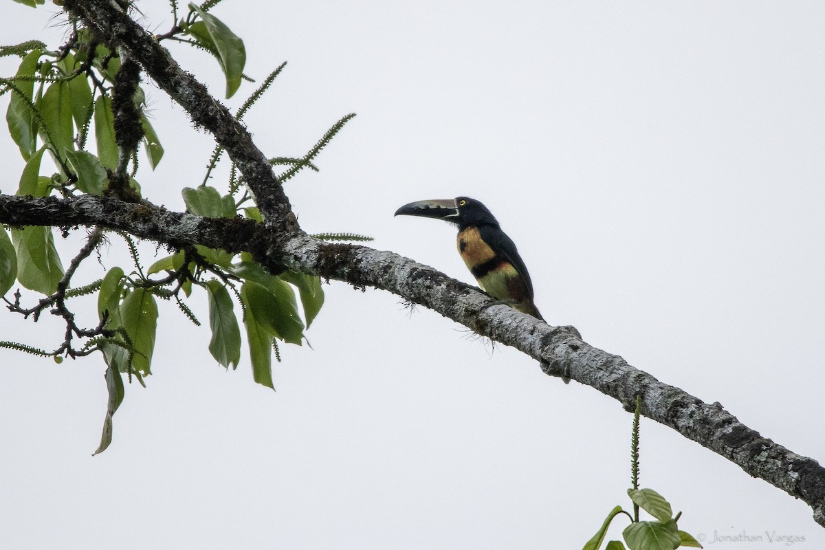 Collared Aracari (Collared) - ML643228513