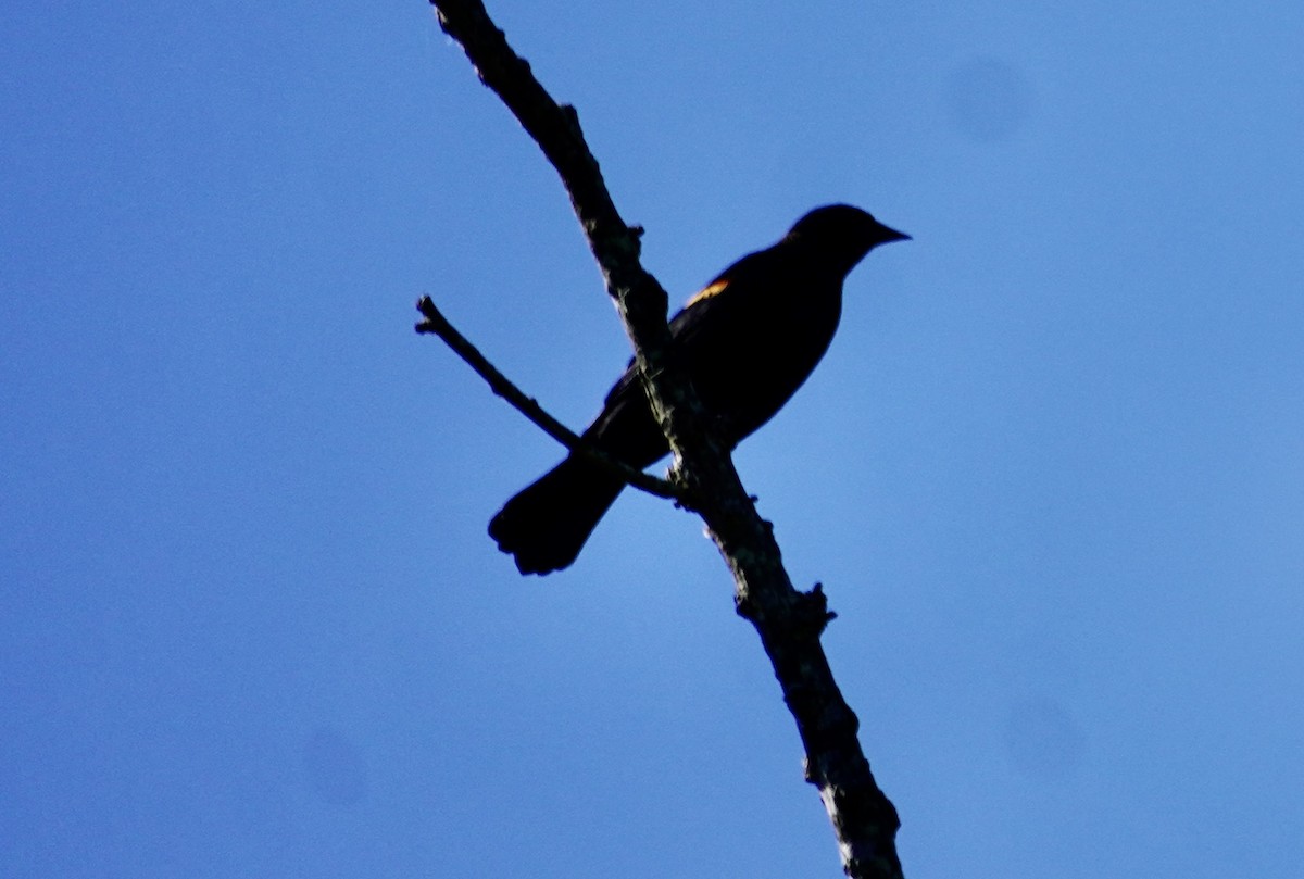 Red-winged Blackbird - ML643228525