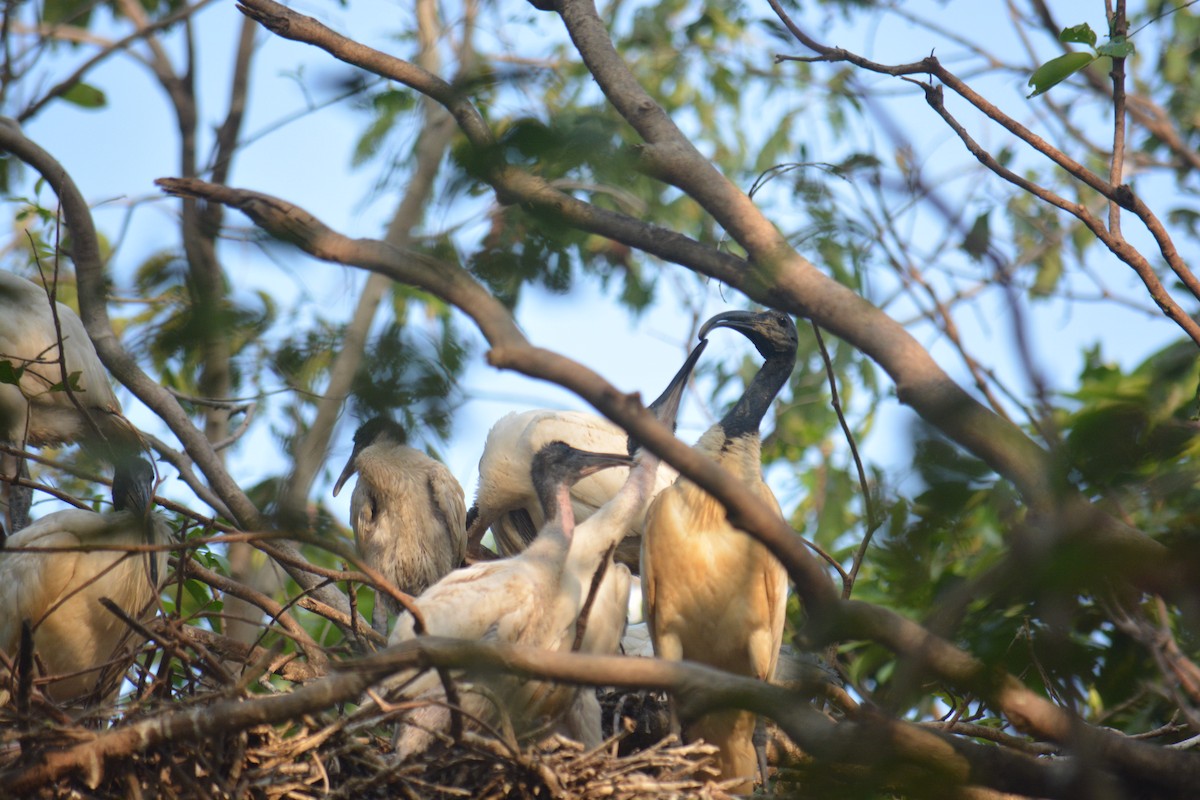 Ibis Oriental - ML643228539