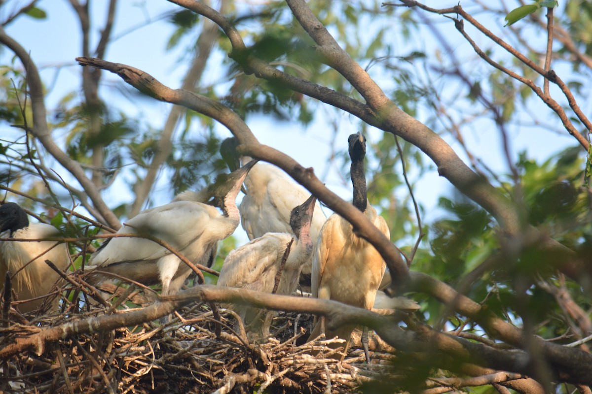 Ibis Oriental - ML643228540