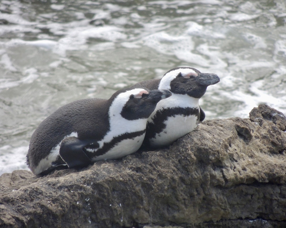 African Penguin - ML643228549